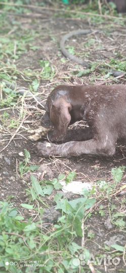 Щенки курцхаара