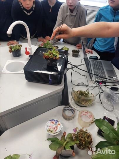 Мастер классы с хищными растениями