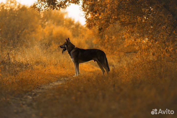 Фотограф-анималист