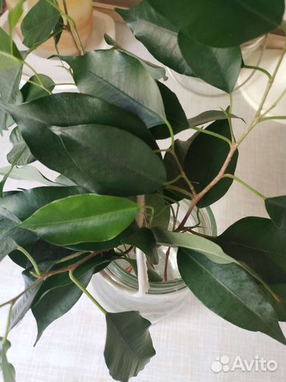 Фикус бенджамина