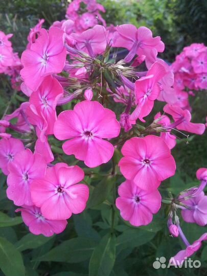 Папоротник страусник, флоксы