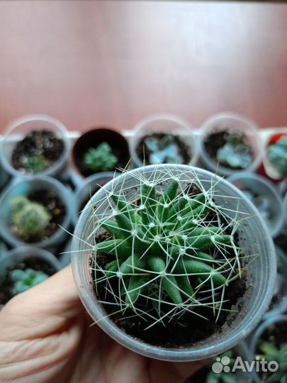 Суккуленты