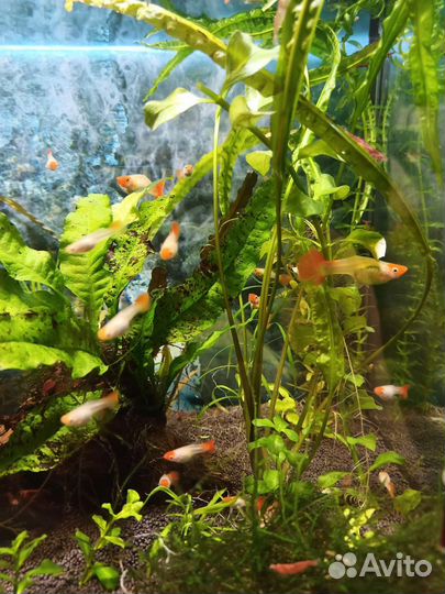 Подросший малек гуппи(пол видно),растения см фото