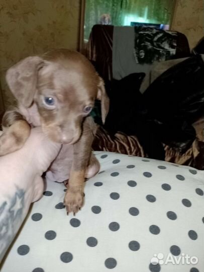 Продам щенят мини той-терьер