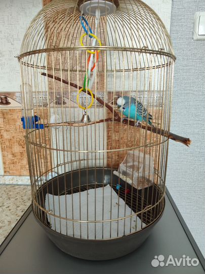 Волнистый попугай с клеткой