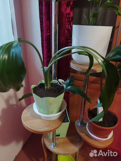 Эухарис, Лилия