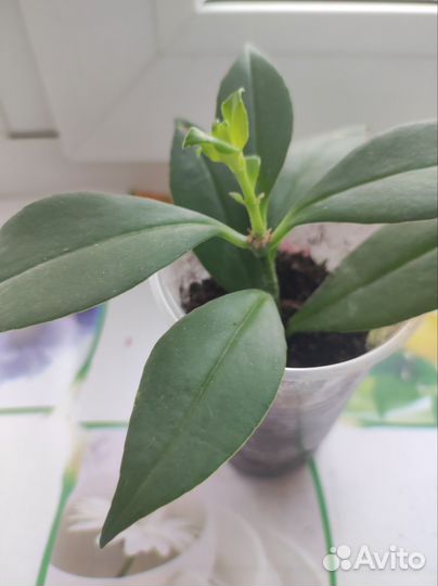 Эсхинантус жар птица