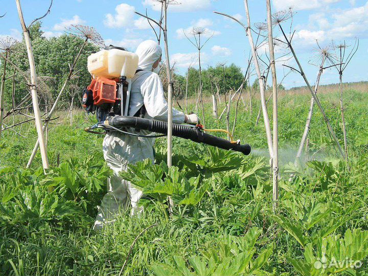 Уничтожение борщевика