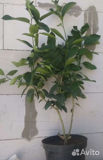 Лимонное дерево для новичков в Смоленске