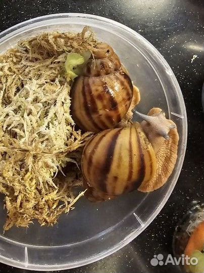 Улитки архахатины