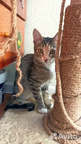 Кошка в дар