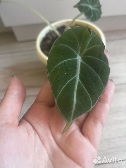 Алоказия Блэк Вельвет