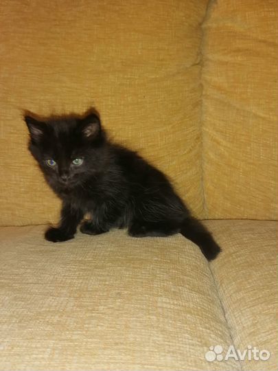 Очаровательные котята
