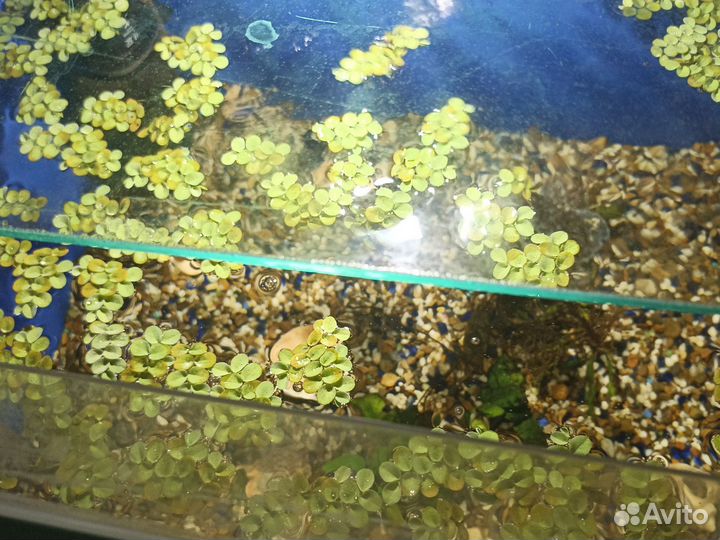 Грунт для аквариума и растение