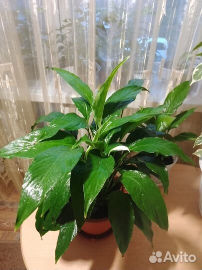 Спатифиллум