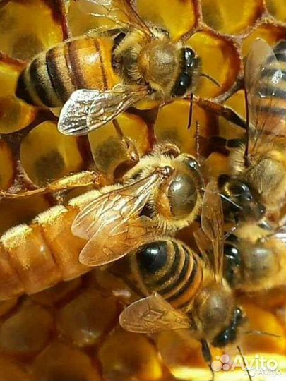 Пчеломатки