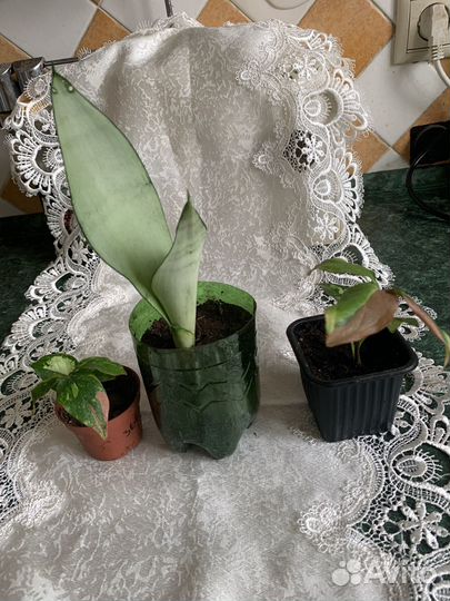 Сортовые растения