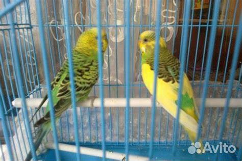 Говорящий попугай, в паре