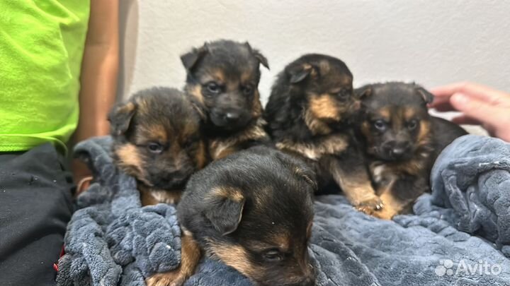 Продам щенка немецкой овчарки