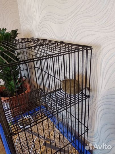 Белка дегу с клеткой