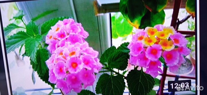 Комнатные цветы Муррайя метельчатая