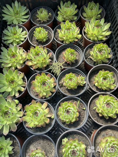 Молодило каменная роза