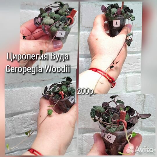 Церопегия Вуда (Ceropegia Woodii)