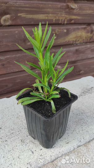 Гелениум осенний (Осенний джаз) Helenium autumnale