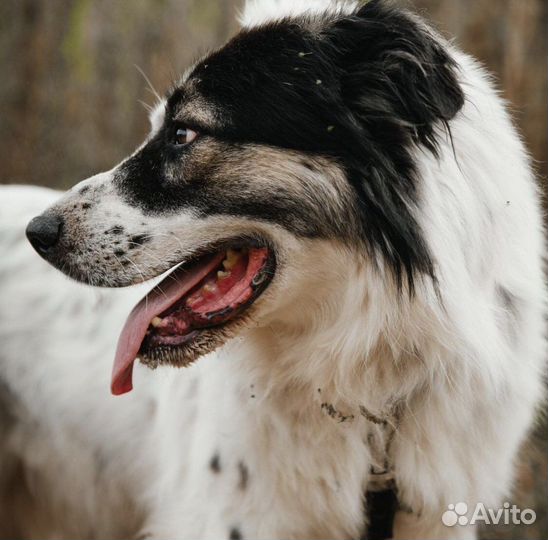 Роскошный пёс Елисей ищет хозяина