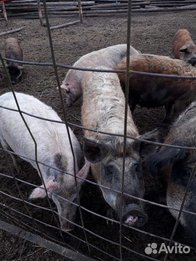 Поросята мангалица + русская белая