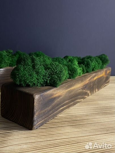 Кашпо со стабилизированным мхом