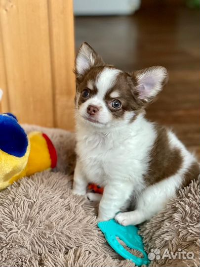Щенки чихуахуа
