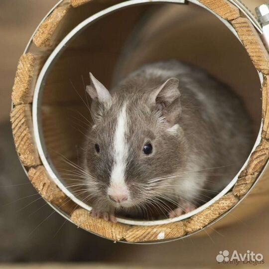 Передержка дегу, крыс, шиншилл, грызунов