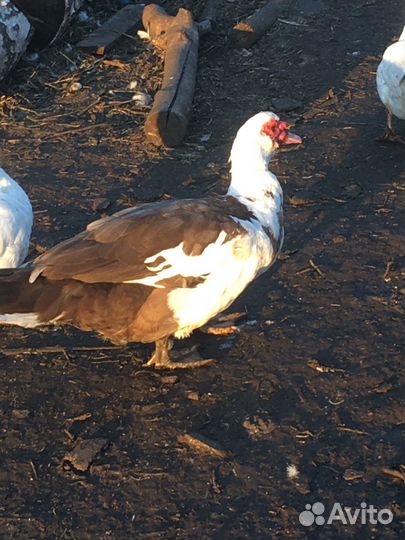 Самец индоутки