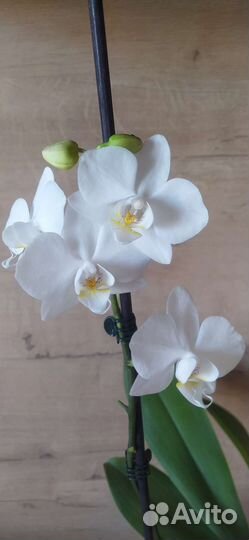 Орхидея фаленопсис Fortuna