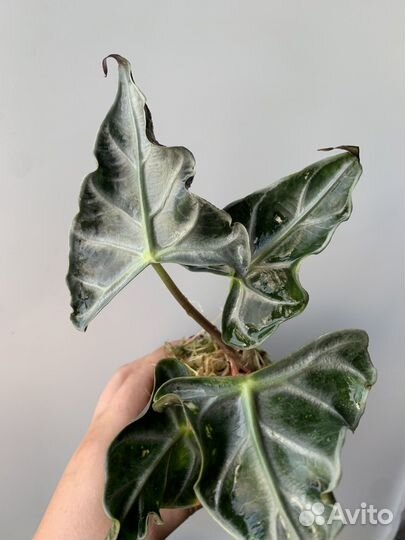 Алоказия Локо