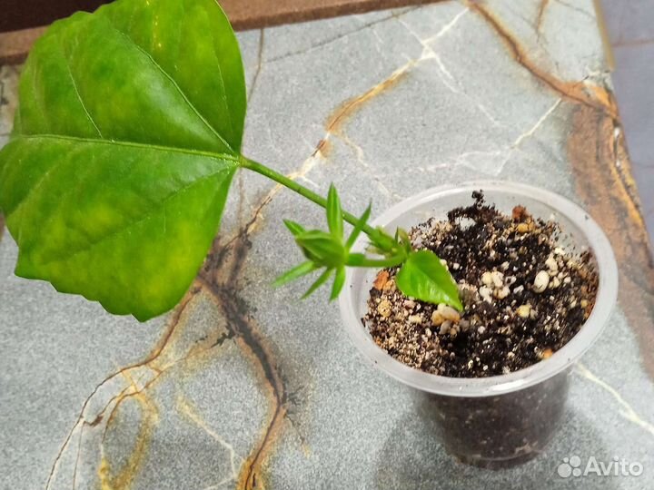 Гибискус китайская роза