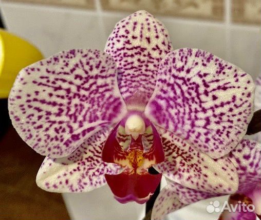 Орхидея фаленопсис Beautiful smile