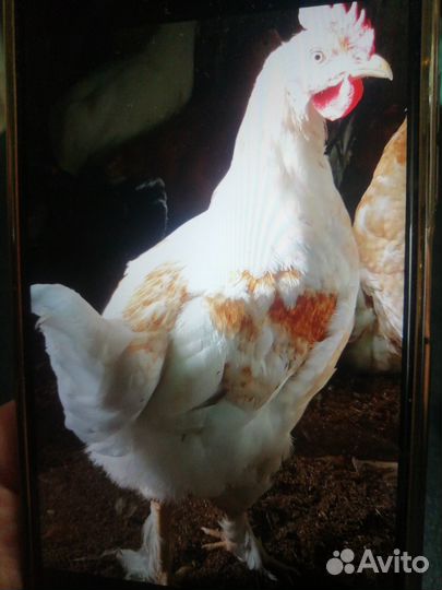 Продаются молодые петушки