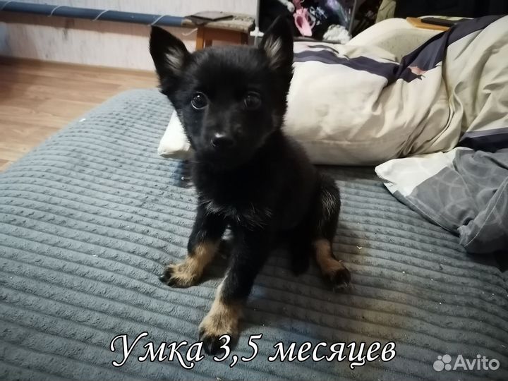 Щенок в добрые руки