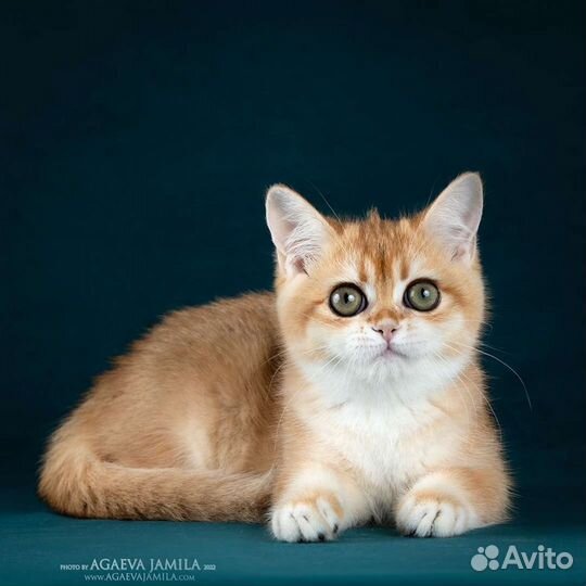 Элитные котята золотая британская шиншилла