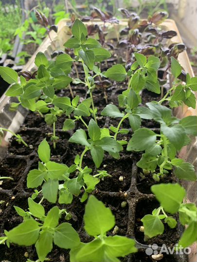 Рассада базилик