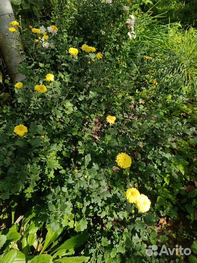 Дубочки цветы от 50руб