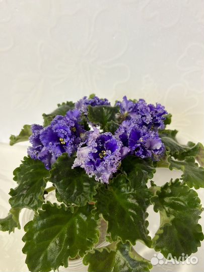 Фиалки цветущие