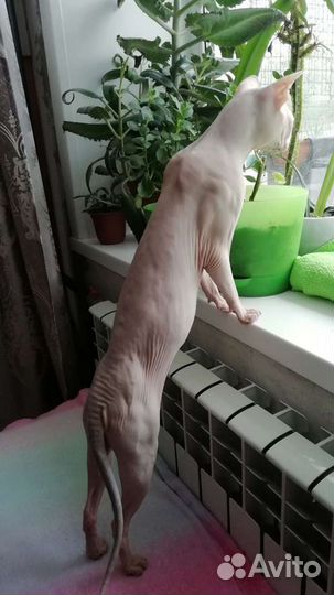 Донской сфинкс. Вязка