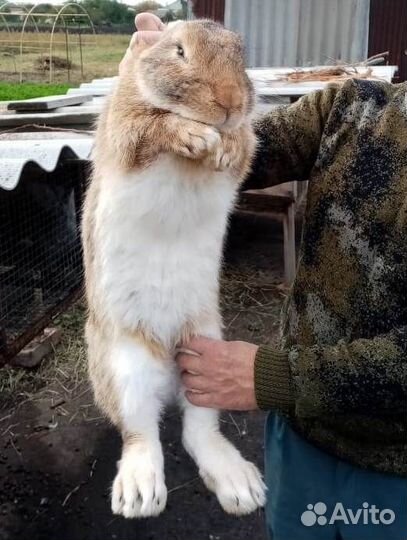 Кролики - серые и белые великаны