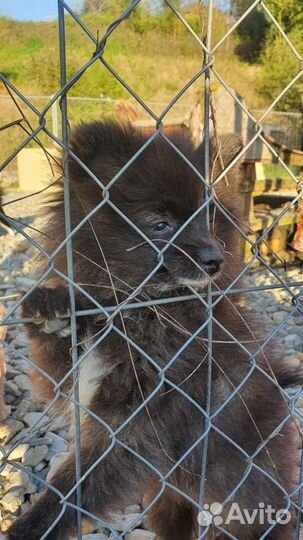 Щенок щпица