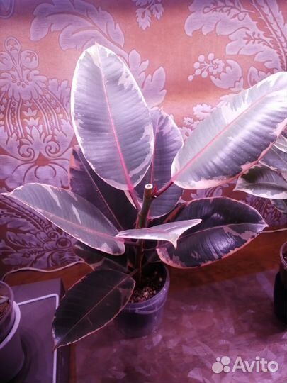 Комнатные цветы