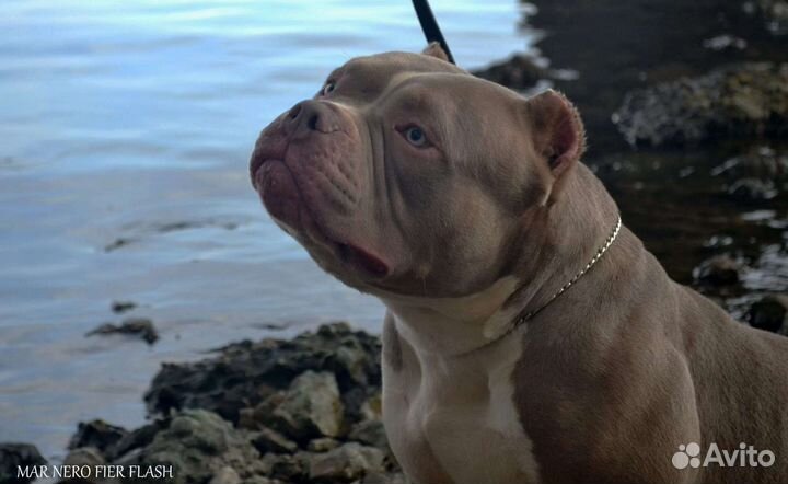 Американский булли вязка