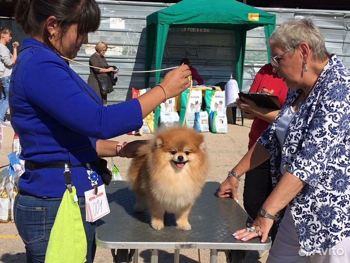 Шпиц вязка.Кобель с Прекрасной родословной ждёт да
